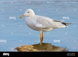 Image result for Chroicocephalus genei