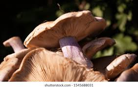 Attēlu rezultāti vaicājumam “Lepista sp.”