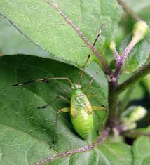 Attēlu rezultāti vaicājumam “Adelphocoris quadripunctatus”
