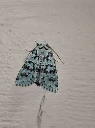 Attēlu rezultāti vaicājumam “Griposia aprilina”