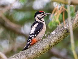 Attēlu rezultāti vaicājumam “Dendrocopos major juvenile”