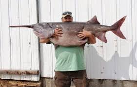 Image result for Polyodon spathula