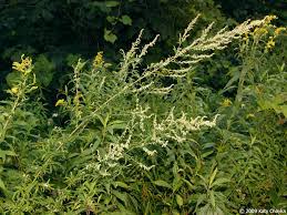 Attēlu rezultāti vaicājumam “Artemisia vulgaris flower”