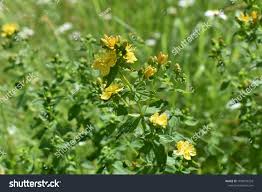 Attēlu rezultāti vaicājumam “Hypericum maculatum flower”