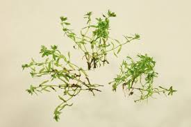 Attēlu rezultāti vaicājumam “Callitriche verna leaf”