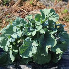 Image result for Taunton Deane