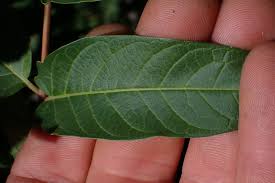 Attēlu rezultāti vaicājumam “Festuca altissima leaf”