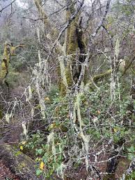 Attēlu rezultāti vaicājumam “Ramalina thrausta”