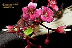 Attēlu rezultāti vaicājumam “Oxalidaceae”