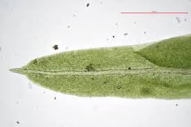 Attēlu rezultāti vaicājumam “Fissidens taxifolius”