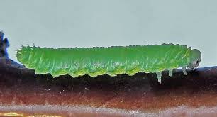 Attēlu rezultāti vaicājumam “Phronia sp. larva”