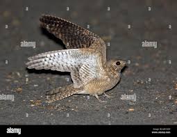 Image result for Caprimulgus aegyptius