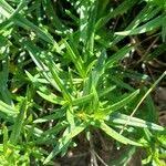 Attēlu rezultāti vaicājumam “Dracocephalum ruyschiana leaf”