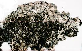 Attēlu rezultāti vaicājumam “Physconia detersa”