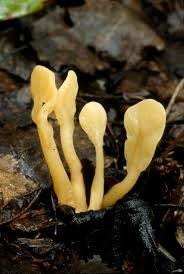 Attēlu rezultāti vaicājumam “Spathularia flavida”