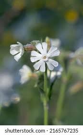 Attēlu rezultāti vaicājumam “Silene latifolia subsp. alba”
