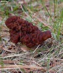 Attēlu rezultāti vaicājumam “Gyromitra esculenta”