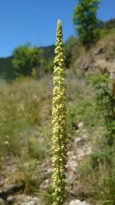 Image result for Reseda luteola