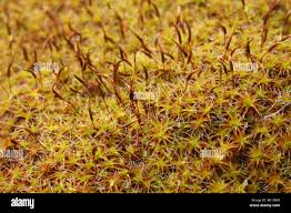 Attēlu rezultāti vaicājumam “Campylium stellatum sporophyte”