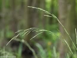 Attēlu rezultāti vaicājumam “Glyceria fluitans fruit”