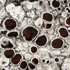 Attēlu rezultāti vaicājumam “Lecanora argentata”