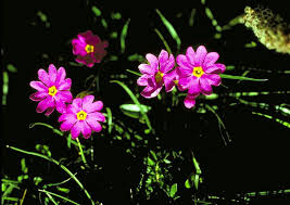 Attēlu rezultāti vaicājumam “Primula farinosa bud”