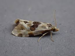 Attēlu rezultāti vaicājumam “Aethes margaritana”