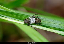 Attēlu rezultāti vaicājumam “Pogonocherus hispidulus”