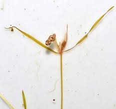 Attēlu rezultāti vaicājumam “Potamogeton perfoliatus fruit”