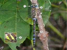 Attēlu rezultāti vaicājumam “Aeshna mixta male”