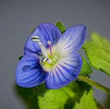 Attēlu rezultāti vaicājumam “Veronica persica”