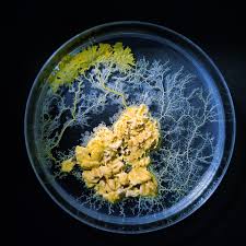 Attēlu rezultāti vaicājumam “Physarum confertum spores”