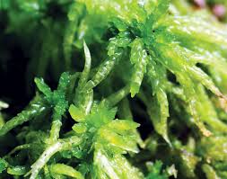 Attēlu rezultāti vaicājumam “Sphagnum palustre sporophyte”