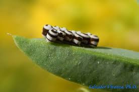 Attēlu rezultāti vaicājumam “Pentatomidae eggs”