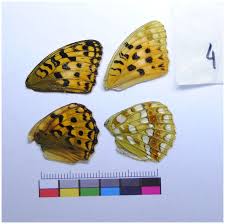 Attēlu rezultāti vaicājumam “Argynnis niobe underside”