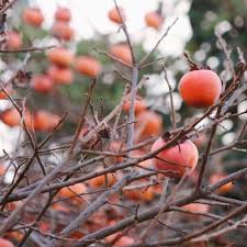 「柿の木利江」の画像検索結果