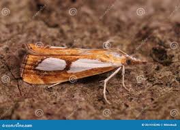 Attēlu rezultāti vaicājumam “Catoptria permutatellus”