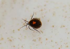 Attēlu rezultāti vaicājumam “Hydrachna”