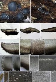 Attēlu rezultāti vaicājumam “Mollisia uda”