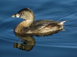 Image result for Podilymbus podiceps