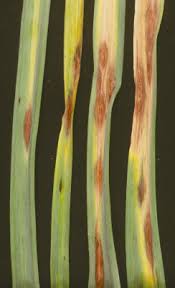 Attēlu rezultāti vaicājumam “Narcissus leaf”