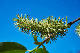 Attēlu rezultāti vaicājumam “Salix cinerea female flower”