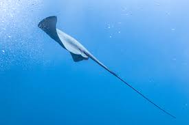 Image result for Pteroplatytrygon violacea