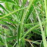 Attēlu rezultāti vaicājumam “Luzula luzuloides leaf”