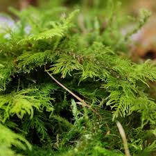 Attēlu rezultāti vaicājumam “Thuidium”