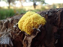 Attēlu rezultāti vaicājumam “Fuligo candida plasmodium”