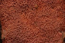 Attēlu rezultāti vaicājumam “Rhodonia placenta”