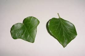 Attēlu rezultāti vaicājumam “Hedera helix  leaf”