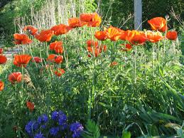 Image result for Papaver orientale