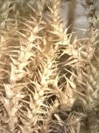 Attēlu rezultāti vaicājumam “Campylium chrysophyllum”